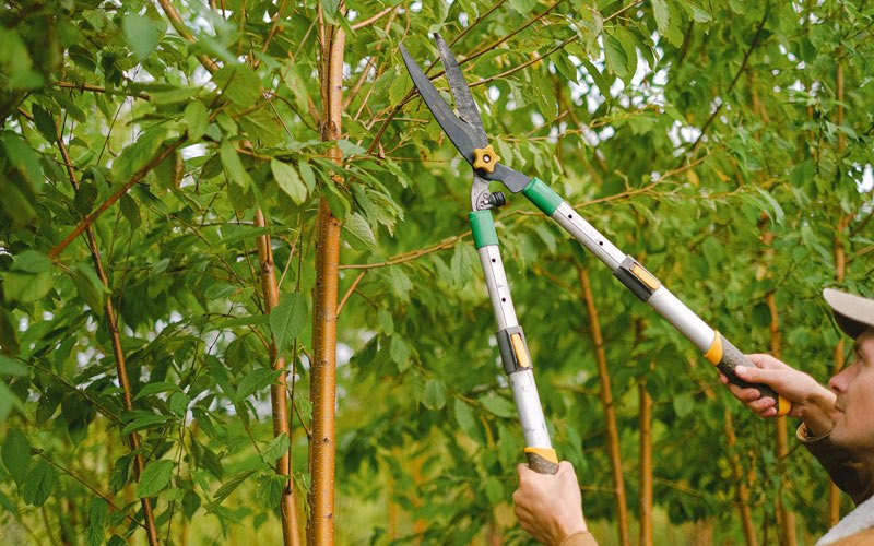 Tree trimming in Blakeslee, PA